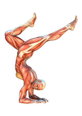 3D rendering of a female figure with muscle maps isolated on white backgroundの写真素材