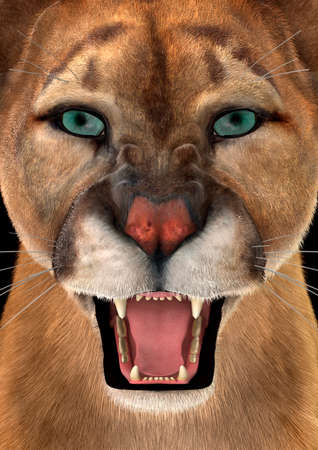 3D rendering of a head of a puma, closeupの写真素材