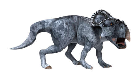3D rendering of a dinosaur protoceratops isolated on white backgroundの写真素材