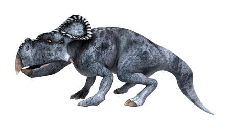 3D rendering of a dinosaur protoceratops isolated on white backgroundの写真素材