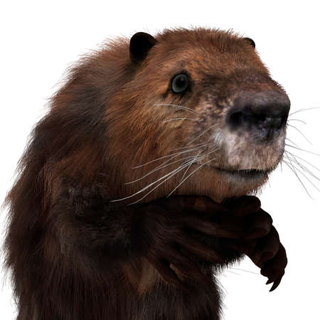3D rendering of a beaver isolated on white background