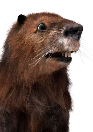 3D rendering of a beaver isolated on white backgroundの写真素材