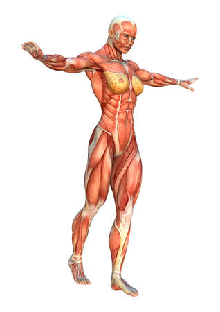 3D rendering of a female figure with muscle maps isolated on white backgroundの写真素材