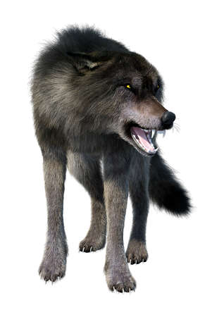 3D rendering of a gray wolf isolated on white background