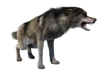3D rendering of a gray wolf isolated on white background