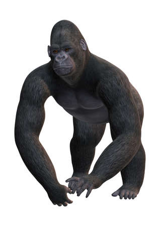 3D rendering of a Gorilla, a herbivorous ape, isolated on white backgroundの写真素材