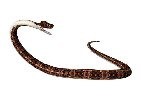 3D rendering of a Gaboon viper or Bitis gabonica snake isolated on white background