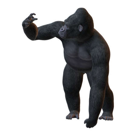 3D rendering of a Gorilla, a herbivorous ape, isolated on white backgroundの写真素材