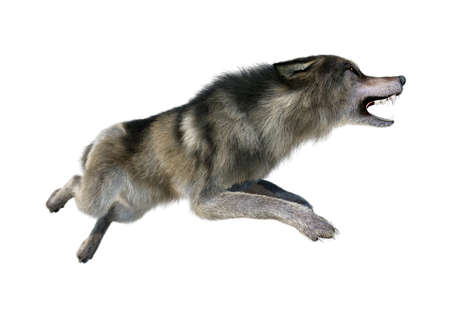 3D rendering of a gray wolf isolated on white background