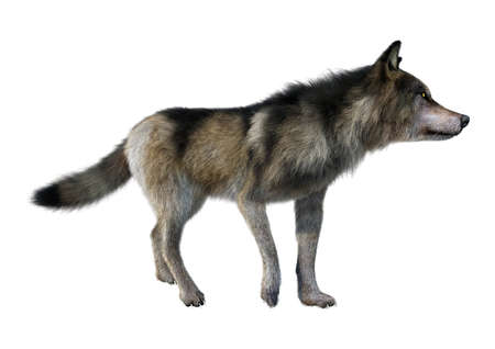 3D rendering of a gray wolf isolated on white background