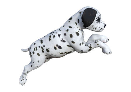 3D rendering of a dalmatian puppy isolated on white backgroundの写真素材