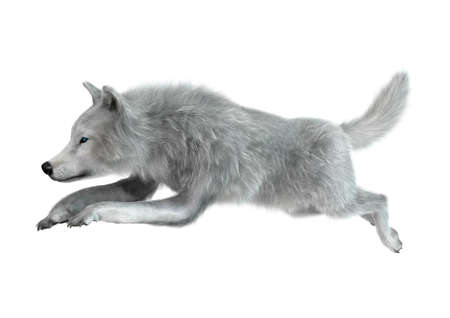3D rendering of an arctic wolf isolated on white background