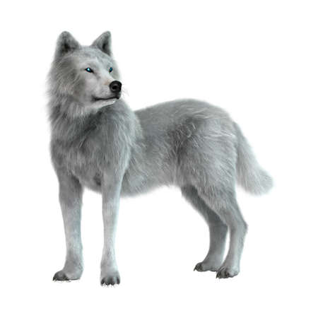 3D rendering of an arctic wolf isolated on white background