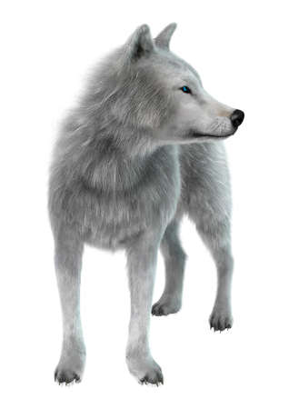 3D rendering of an arctic wolf isolated on white background