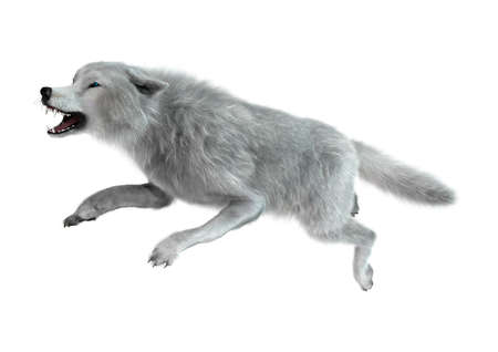 3D rendering of an arctic wolf isolated on white background