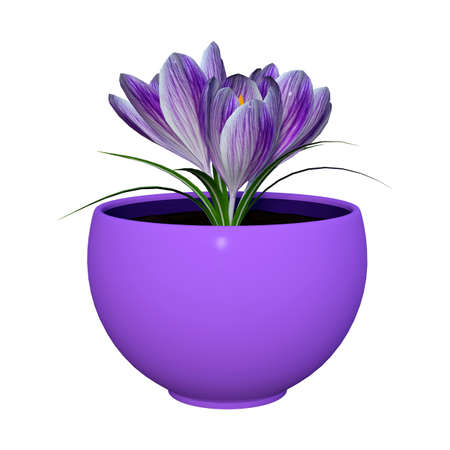 3D rendering of purple crocus flowers in a pot isolated on white backgroundの写真素材