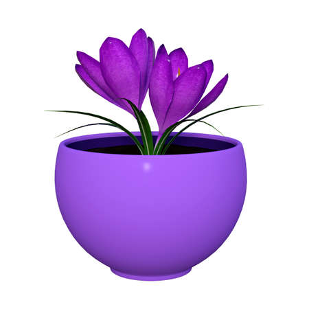 3D rendering of purple crocus flowers in a pot isolated on white backgroundの写真素材
