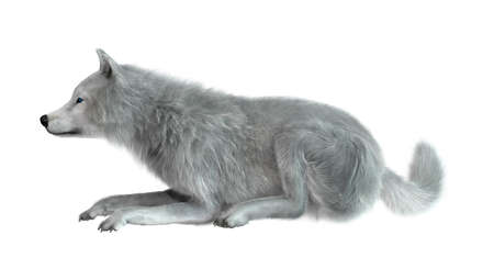 3D rendering of an arctic wolf isolated on white background