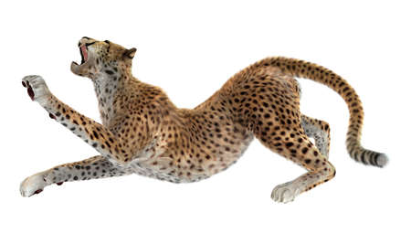 3D rendering of a big cat cheetah isolated on white backgroundの写真素材