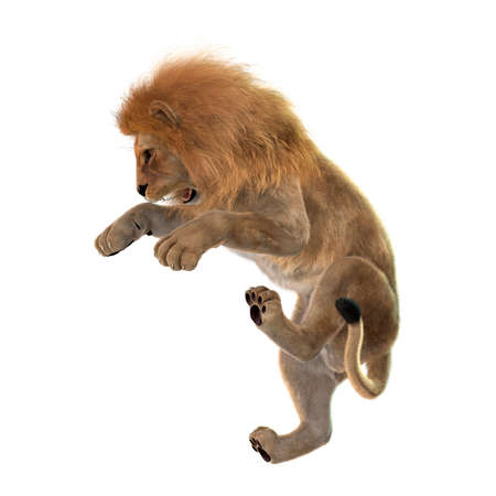 3D rendering of a male lion jumping isolated on white backgroundの写真素材