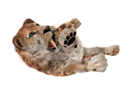 3D rendering of a sabertooth tiger isolated on white backgroundの写真素材