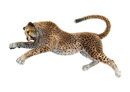 3D rendering of a big cat cheetah isolated on white backgroundの写真素材