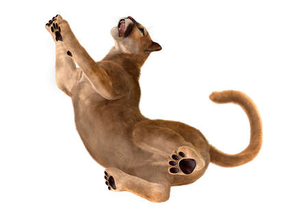3D rendering of a big cat puma isolated on white backgroundの写真素材