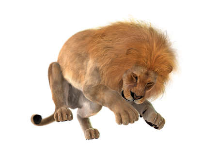 3D rendering of a male lion isolated on white backgroundの写真素材
