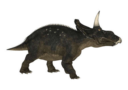 3D rendering of a dinosaur Diceratops isolated on white backgroundの写真素材