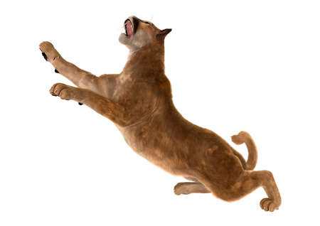 3D rendering of a big cat puma isolated on white backgroundの写真素材
