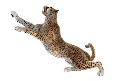 3D rendering of a big cat cheetah isolated on white background