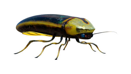 3D rendering of a lightning bug isolated on white background