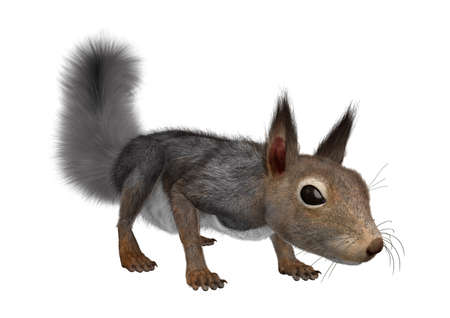 3D rendering of an Eastern grey squirrel isolated on white backgroundの写真素材