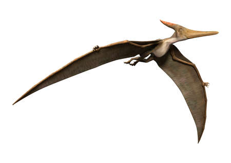 3D rendering of a prehistoric reptile Pteranodon isolated on white backgroundの写真素材