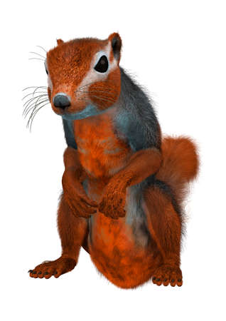 3D rendering of a red bush squirrel or red-bellied coast squirrel isolated on white backgroundの写真素材