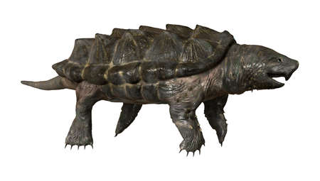3D rendering of an alligator snapping turtle isolated on white background