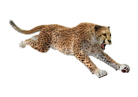 3D rendering of a hunting cheetah isolated on white backgroundの写真素材