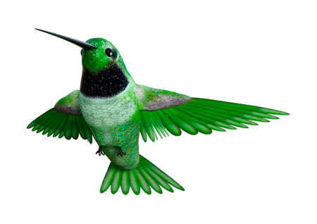 3D rendering of a hummingbird isolated on white backgroundの写真素材