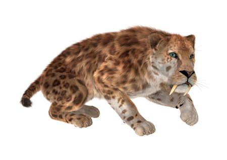 3D rendering of a saber tooth tiger isolated on white backgroundの写真素材