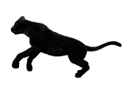 3D rendering of a black panther hunting isolated on white backgroundの写真素材