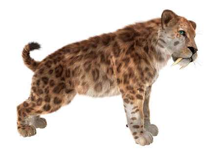 3D rendering of a saber tooth tiger isolated on white backgroundの写真素材