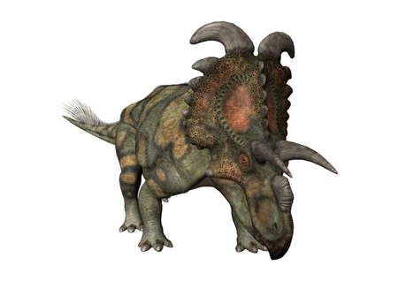 3D rendering of a dinosaur Albertaceratops isolated on white backgroundの写真素材