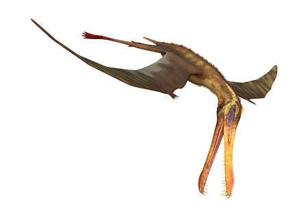 3D rendering of a pterodactyl Anhanguera isolated on white backgroundの写真素材