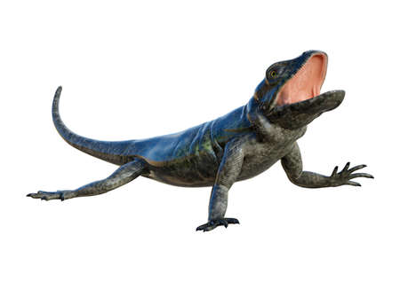 3D rendering of a large lizard chuckwalla isolated on white backgroundの写真素材