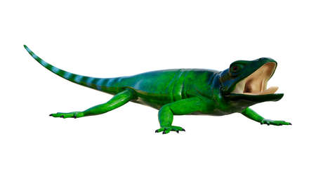 3D rendering of a large lizard chuckwalla isolated on white backgroundの写真素材