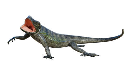 3D rendering of a large lizard chuckwalla isolated on white backgroundの写真素材