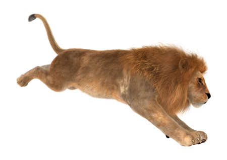 3D rendering of a male lion jumping isolated on white backgroundの写真素材