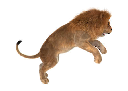 3D rendering of a male lion jumping isolated on white backgroundの写真素材