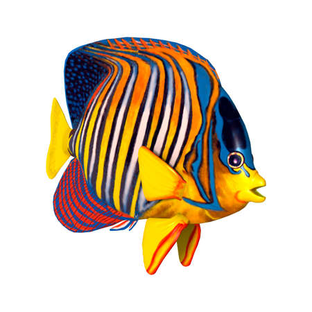 3D rendering of a royal angelfish isolated on white background