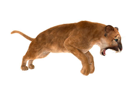 3D rendering of a big cat puma isolated on white backgroundの写真素材